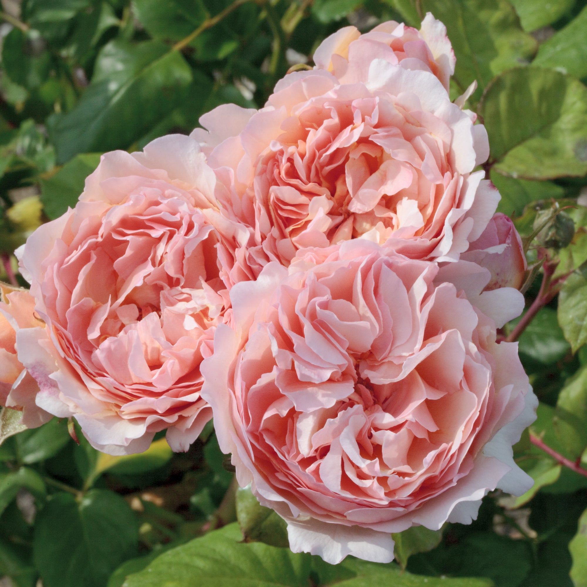 Princesse Charlene de Monaco Rose Bush