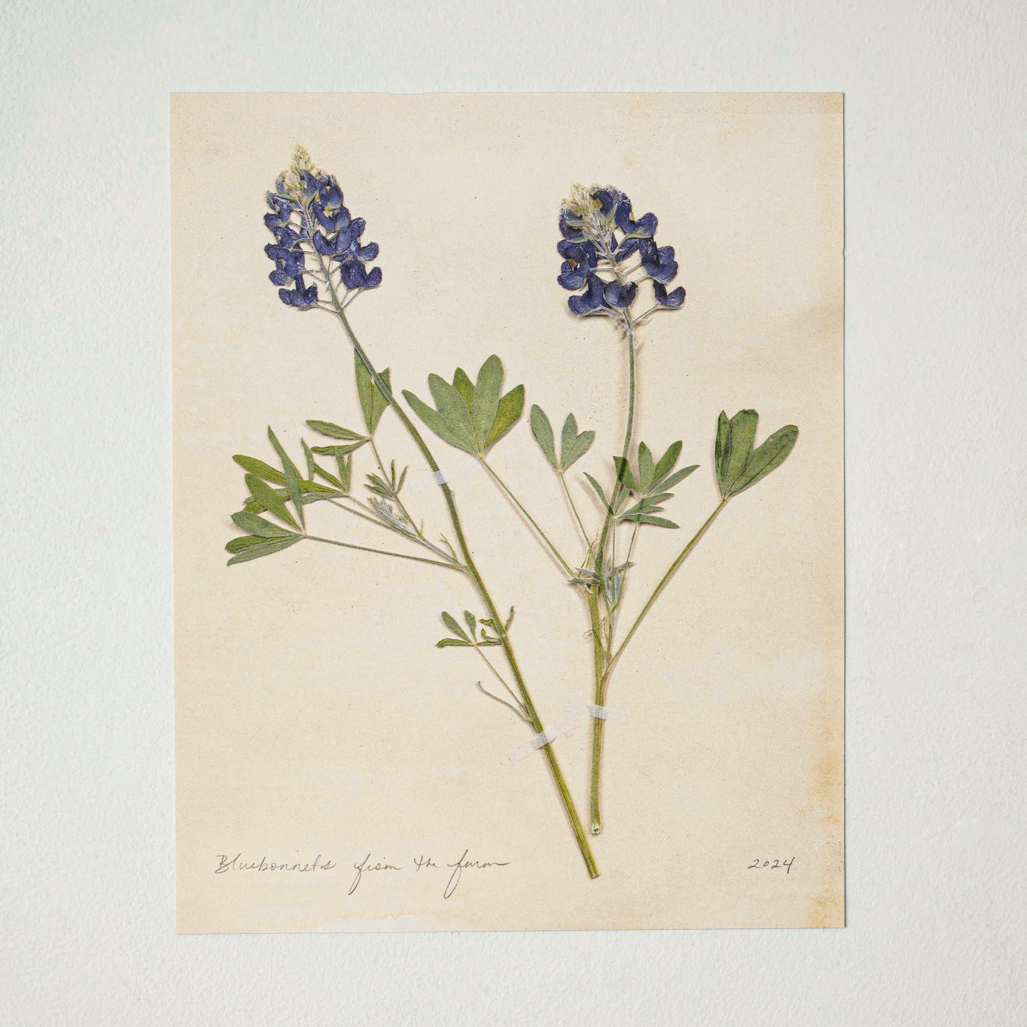 Jo's Hand Pressed Herbarium Prints - Bluebonnets '24