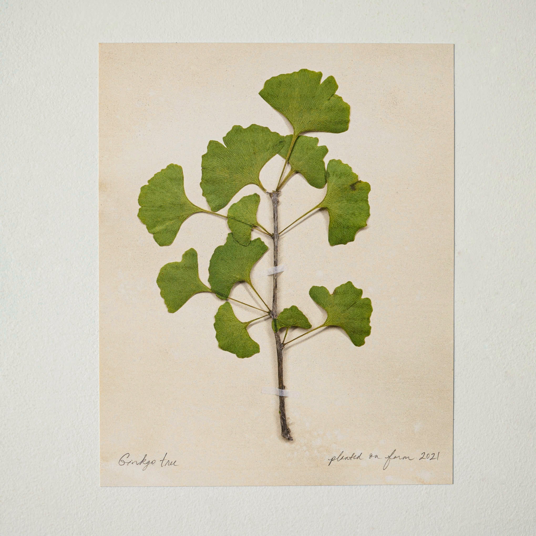 Jo's Hand Pressed Herbarium Prints - Ginkgo Tree '21