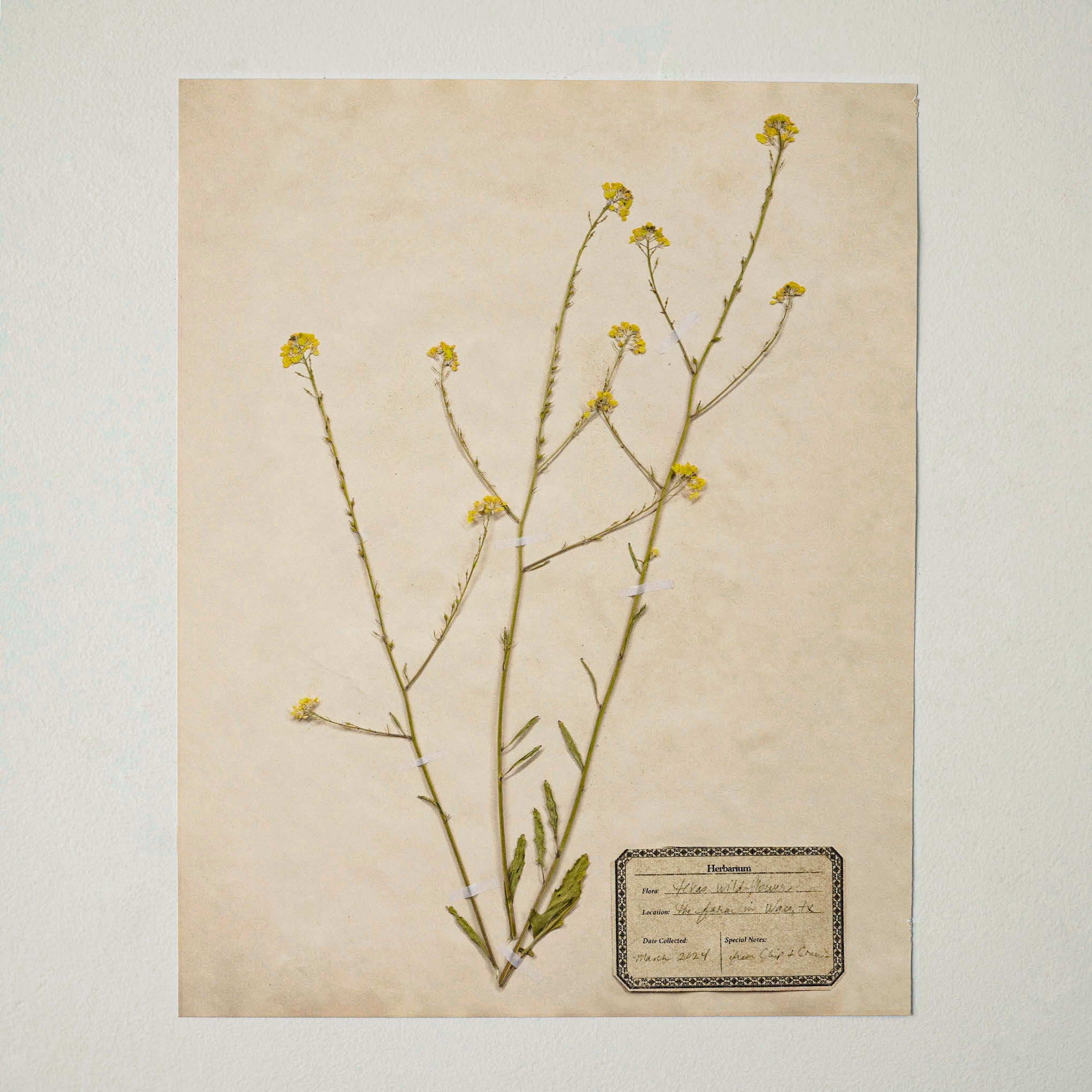 Jo's Hand Pressed Herbarium Prints - Texas Wildflowers I '24 $38.00