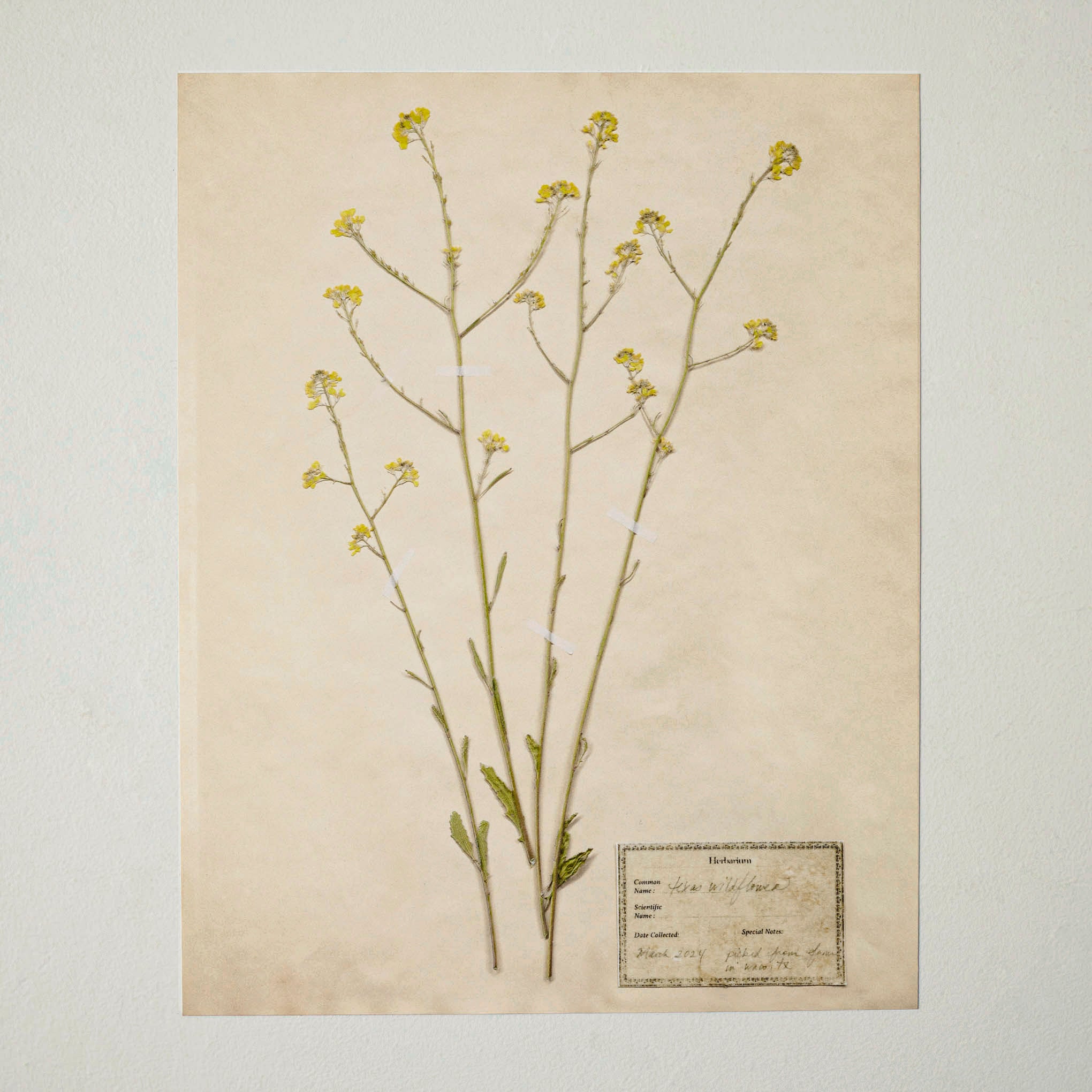 Jo's Hand Pressed Herbarium Prints - Texas Wildflowers II '24