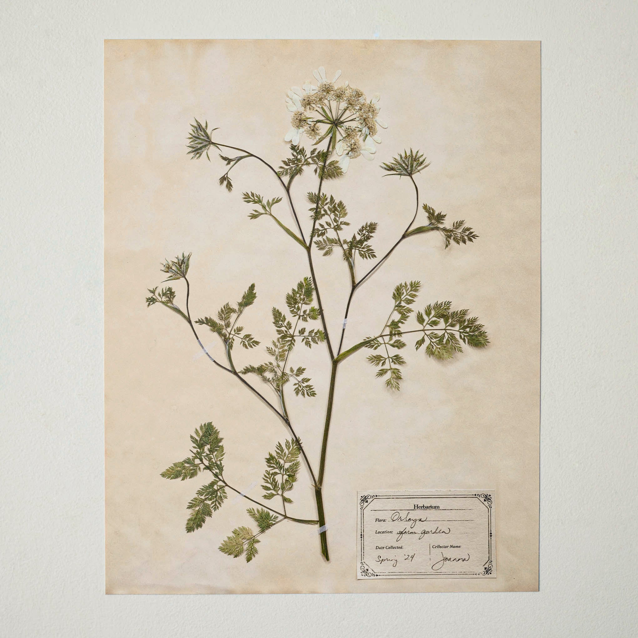 Jo's Hand Pressed Herbarium Prints - Orlaya '24 $38.00