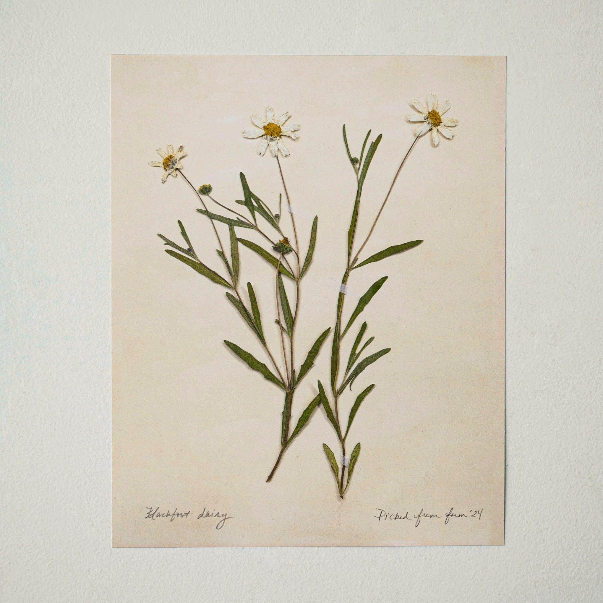 Jo's Hand Pressed Herbarium Prints - Blackfoot Daisy '24 $34.00