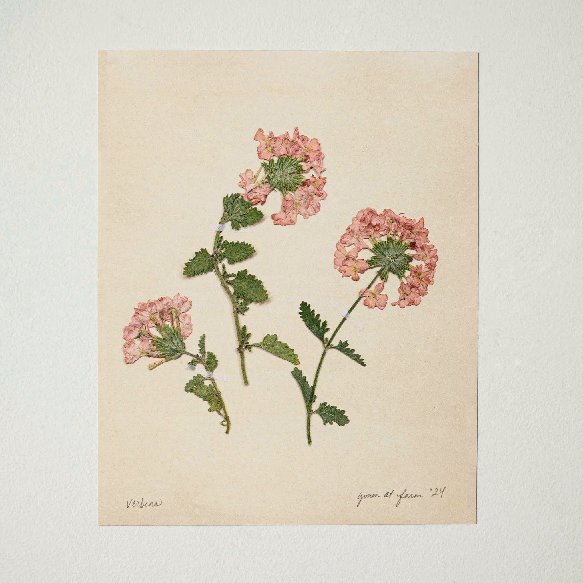 Jo's Hand Pressed Herbarium Prints - Verbena '24 $34.00