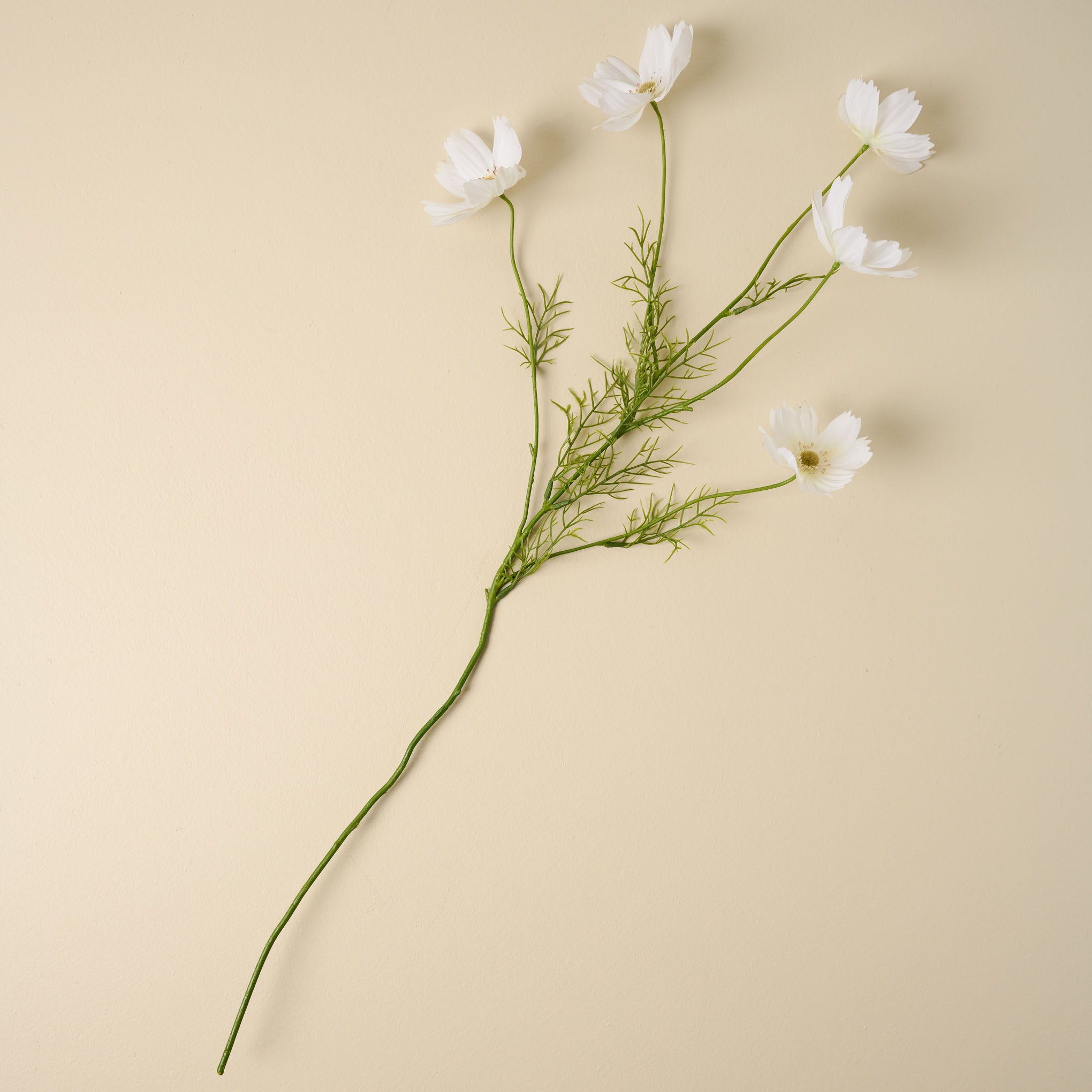 31" Cosmos Stem $12.00