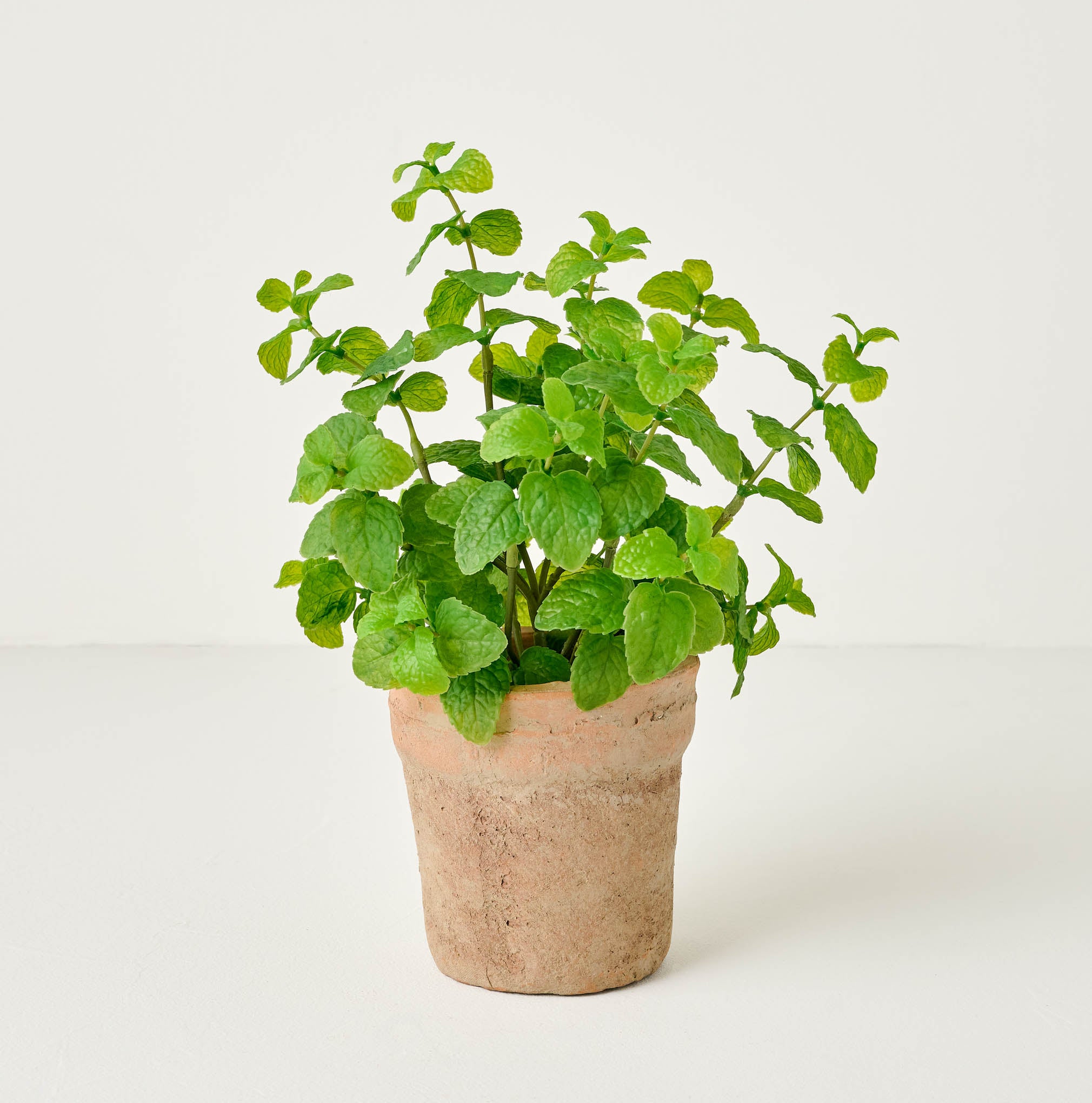 Potted Mint Plant