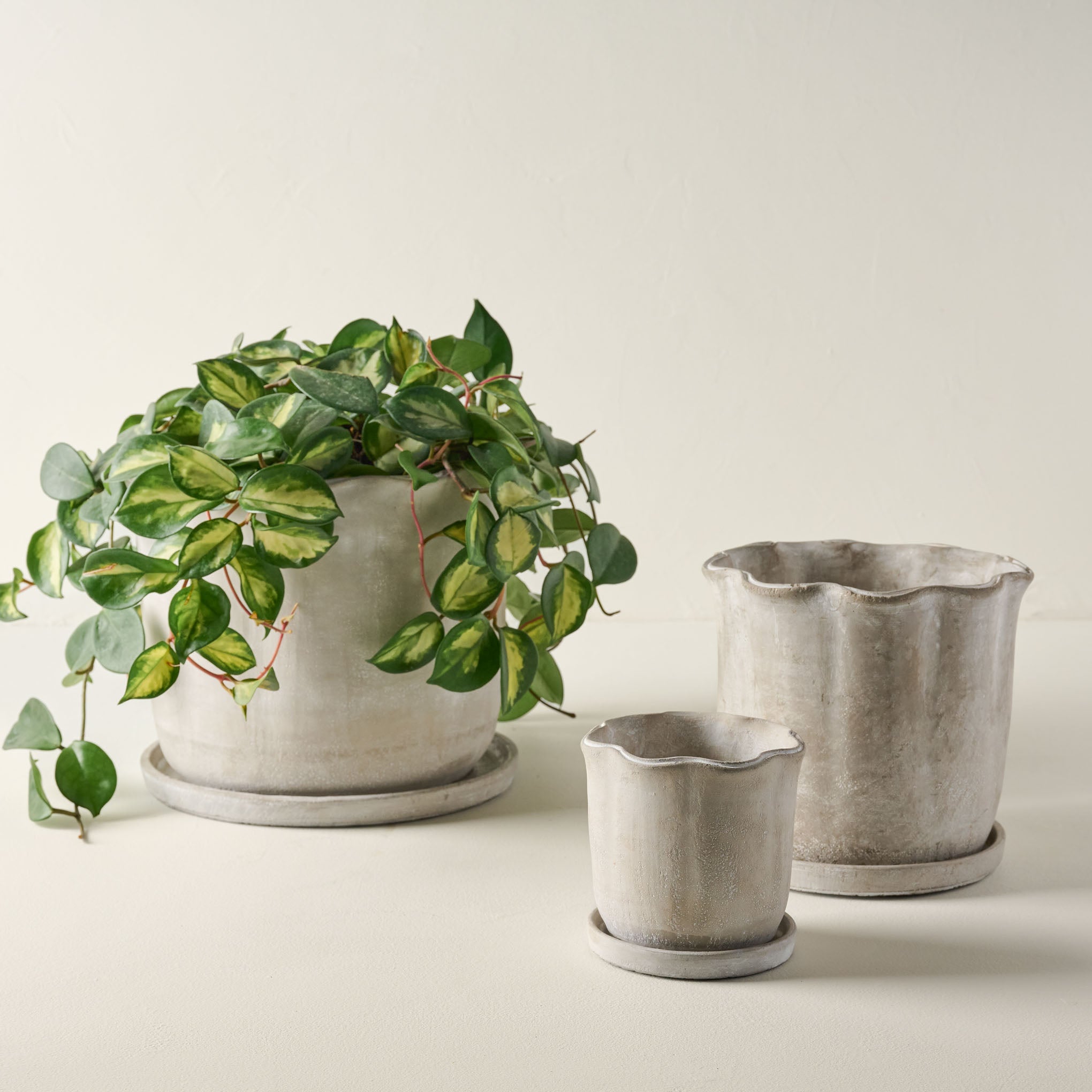 Alice Scalloped Cement Planters in all 3 sizes with a plant $54.00