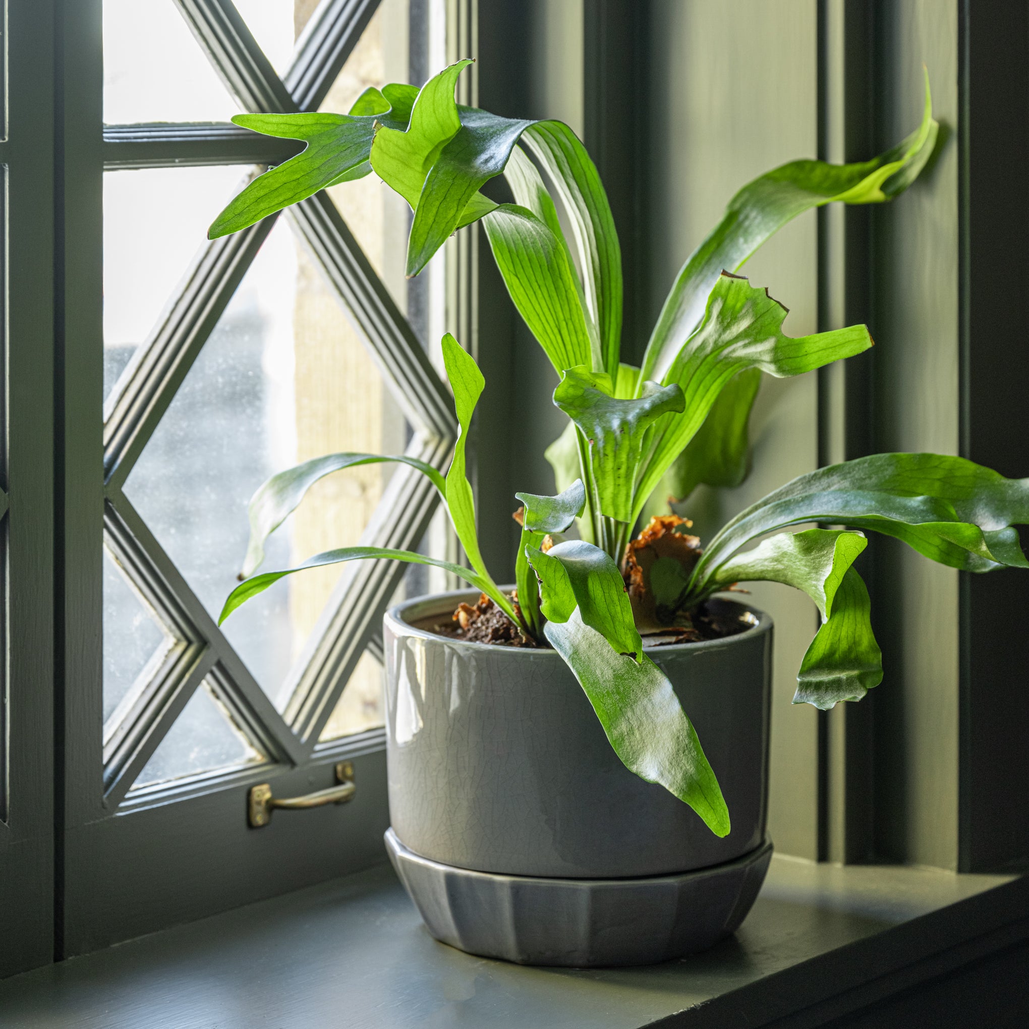 Blue Crackle Planter with Fluted Saucer on a window sill containing a plantOn sale for $36.00, discounted from $60.00