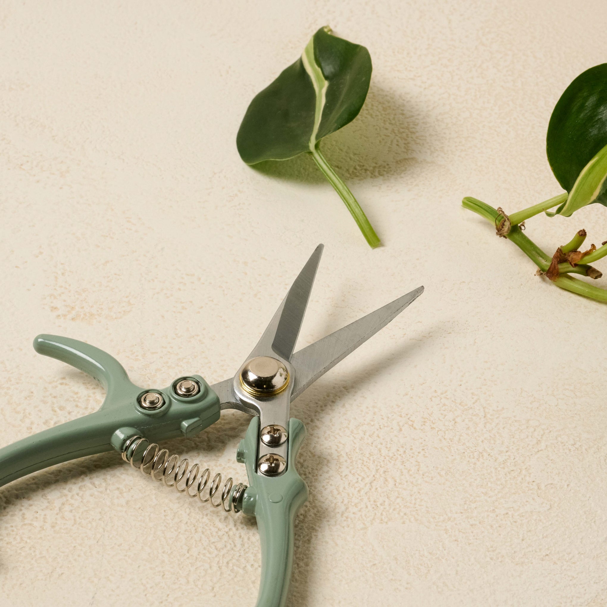 Pale Mint Pruning Shears next to cut leaves$18.00