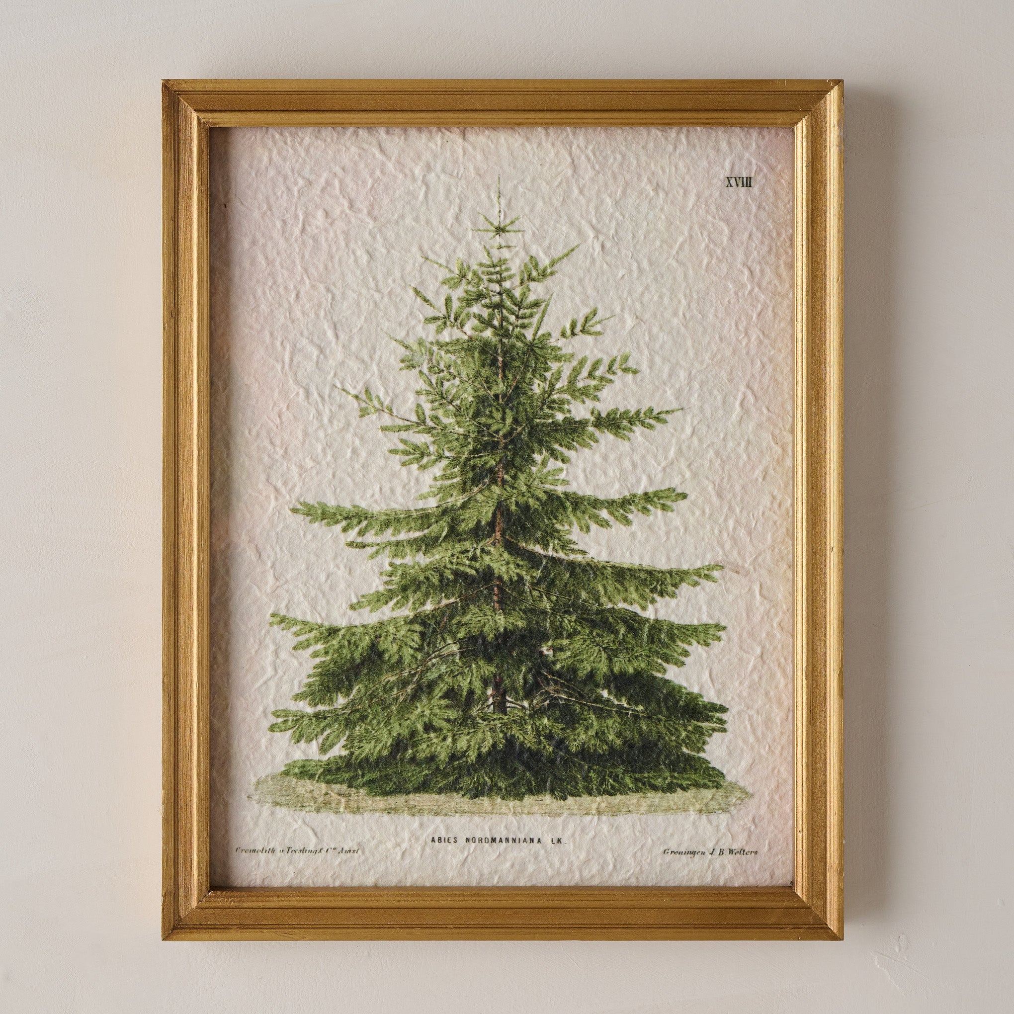 Vintage Christmas Fir Print