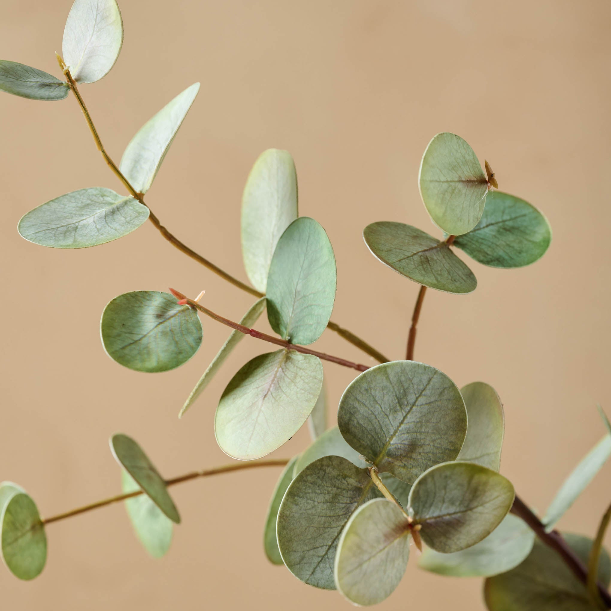 Gumdrop Eucalyptus close up