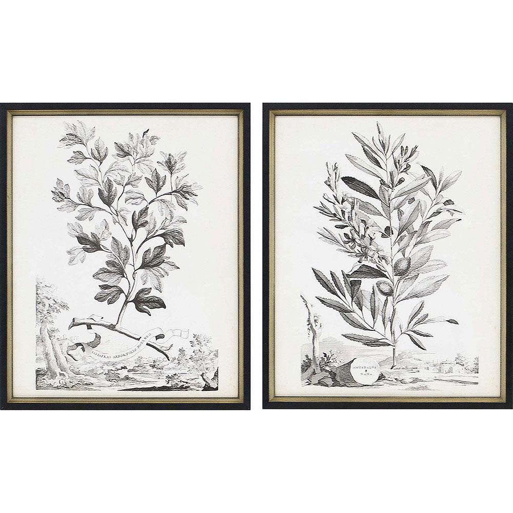 framed art sketch drawing of a plant in black and white