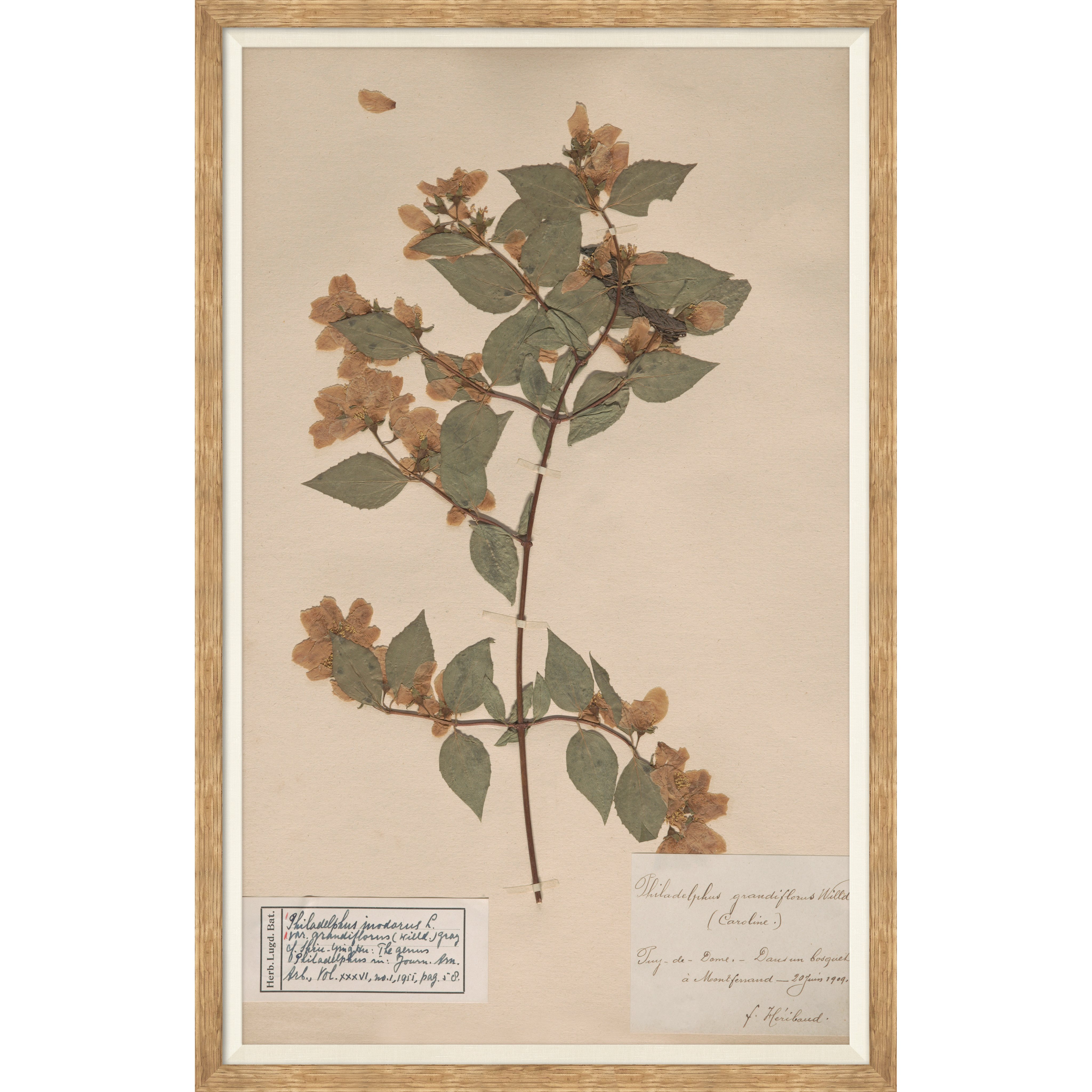 herbarium specimen botanical wall art for magnolia