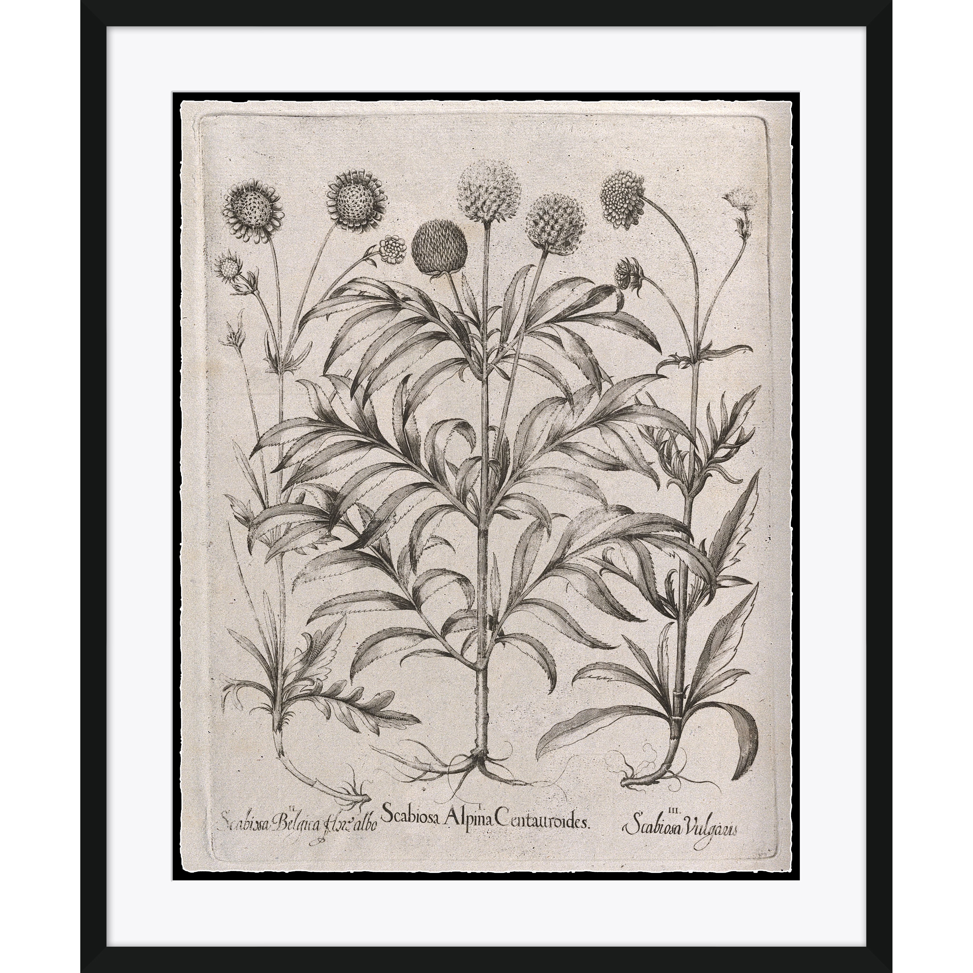 scabiosa alpina centauroides botanical sketch wall art for magnolia