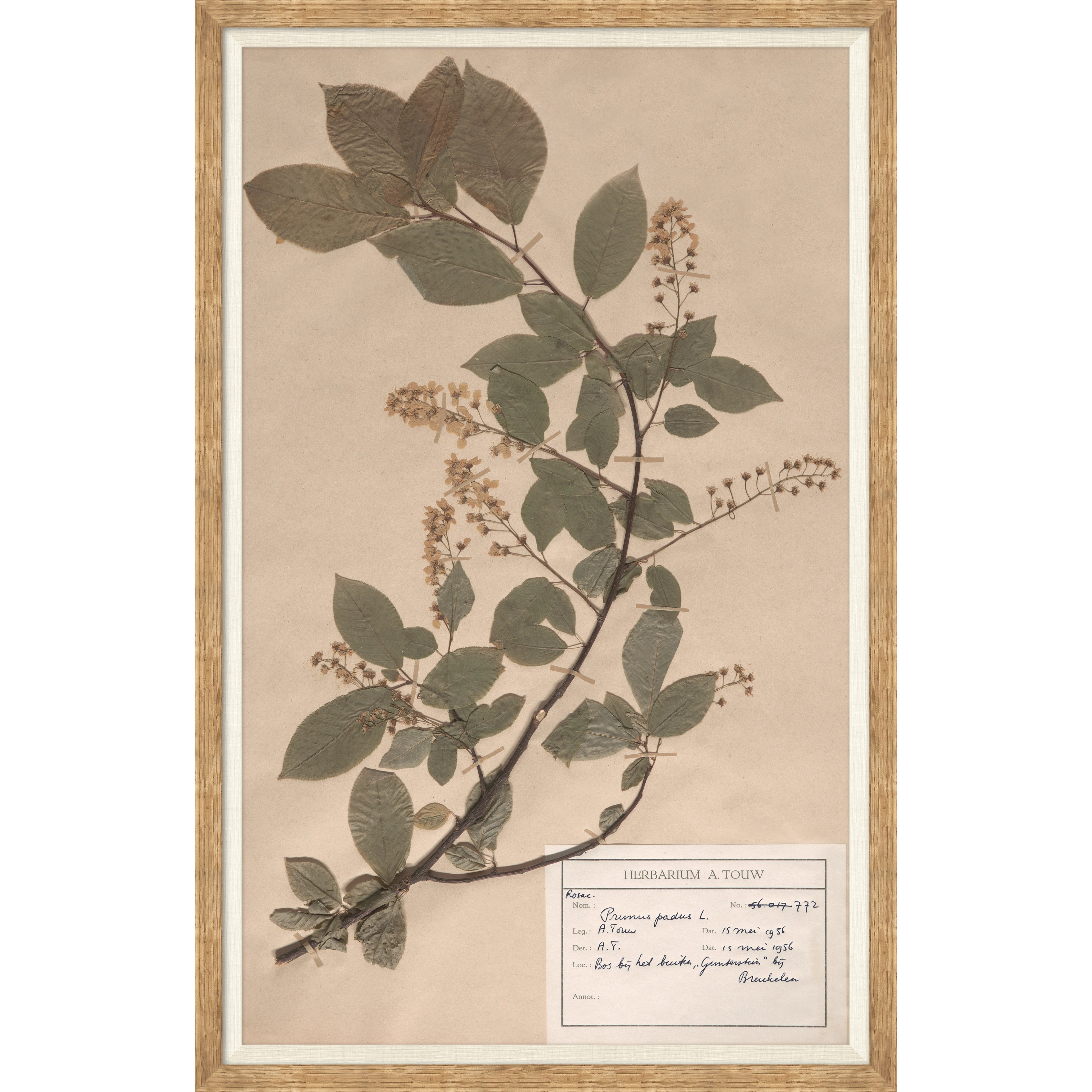 herbarium specimen botanical wall art for magnolia