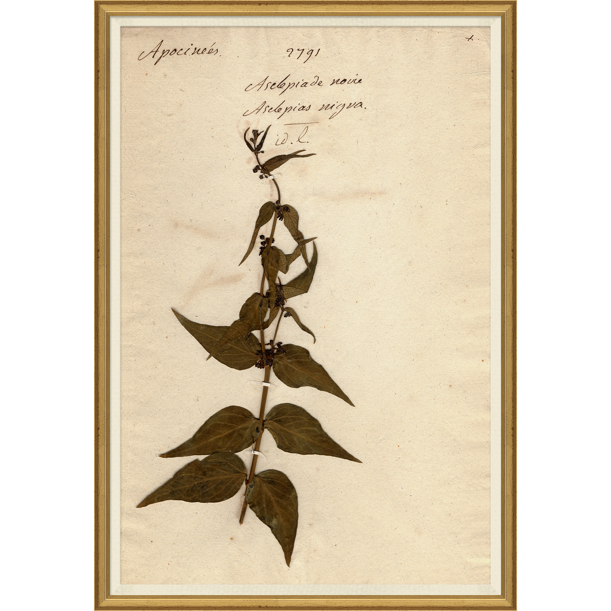 wall art print of preserved plants in wooden frame