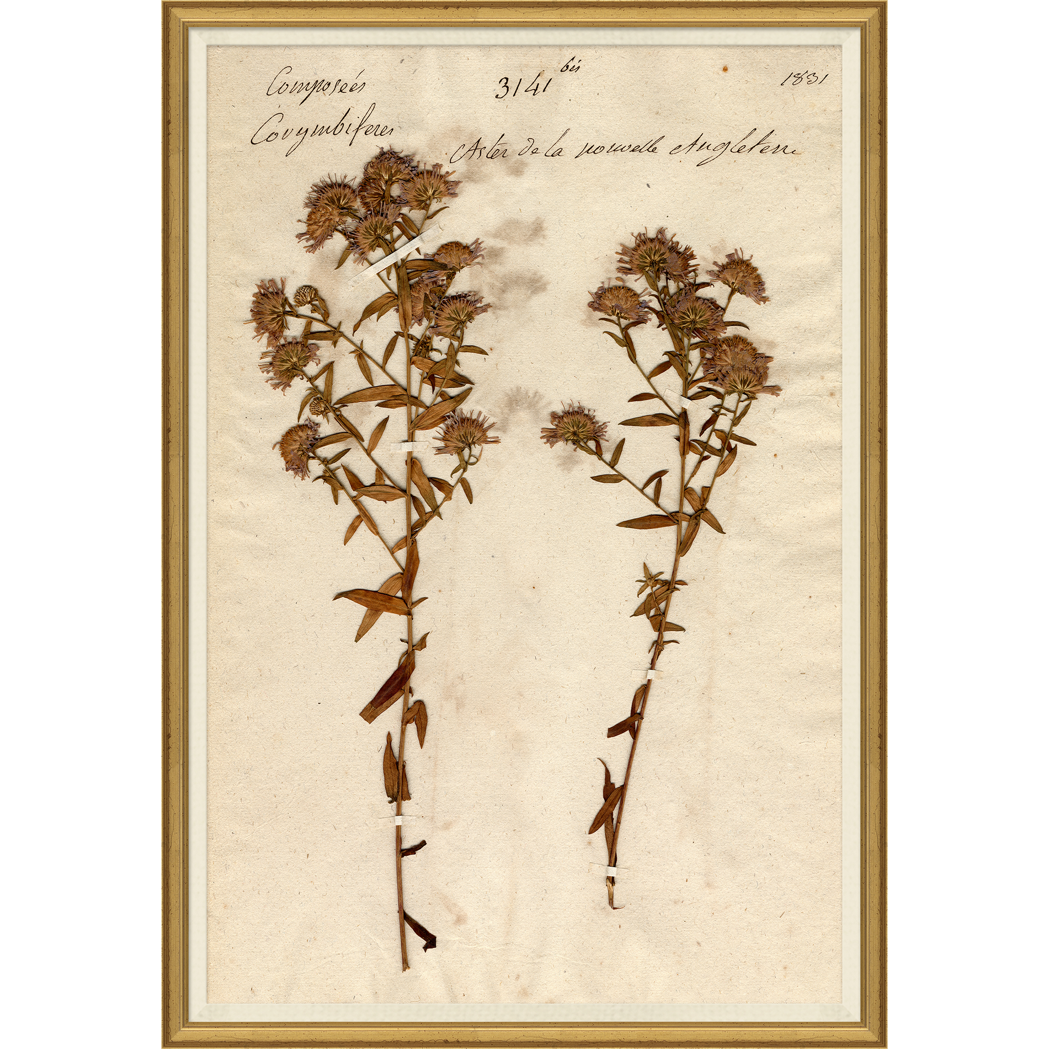 framed art print of preserved plants in wooden frame