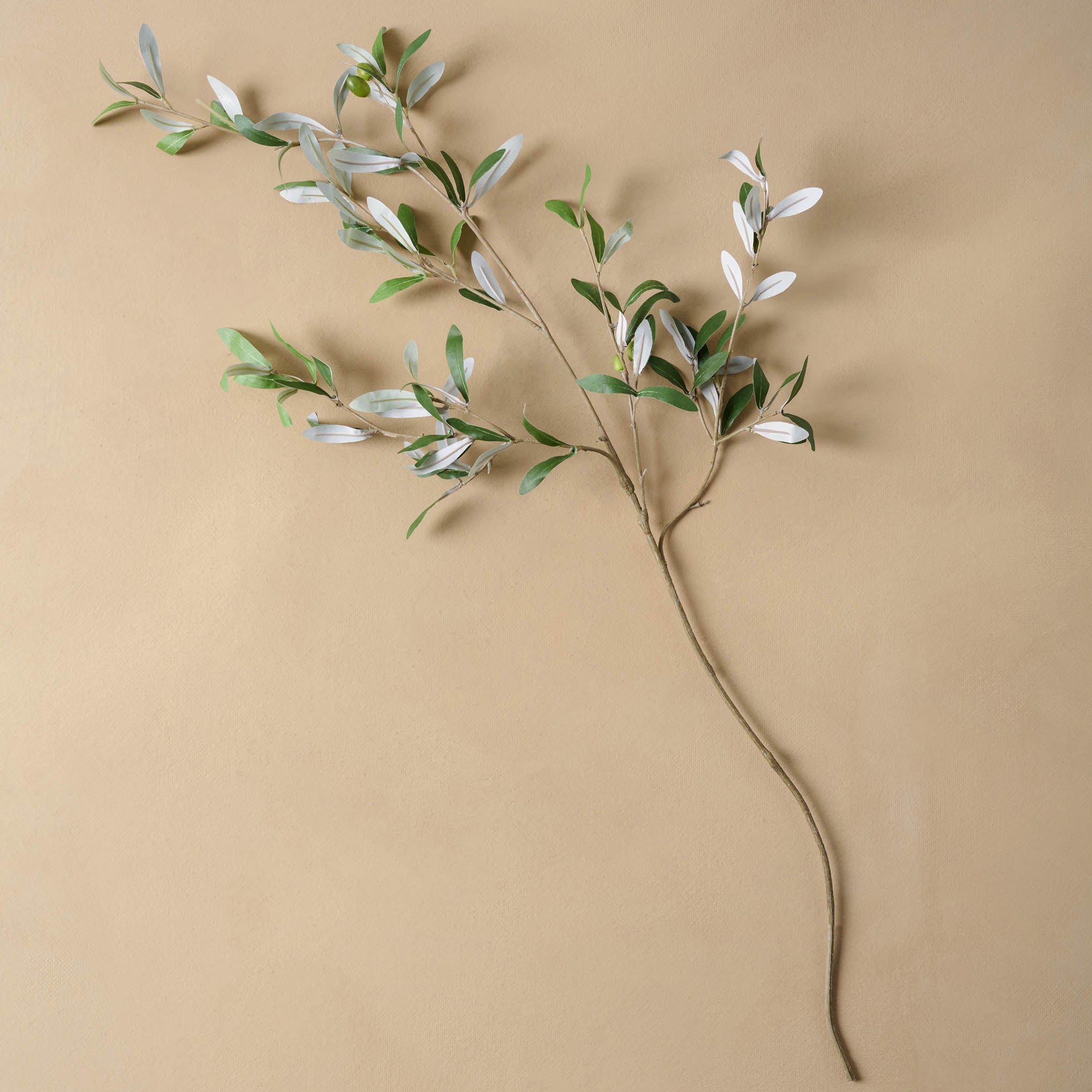 Olive Stem