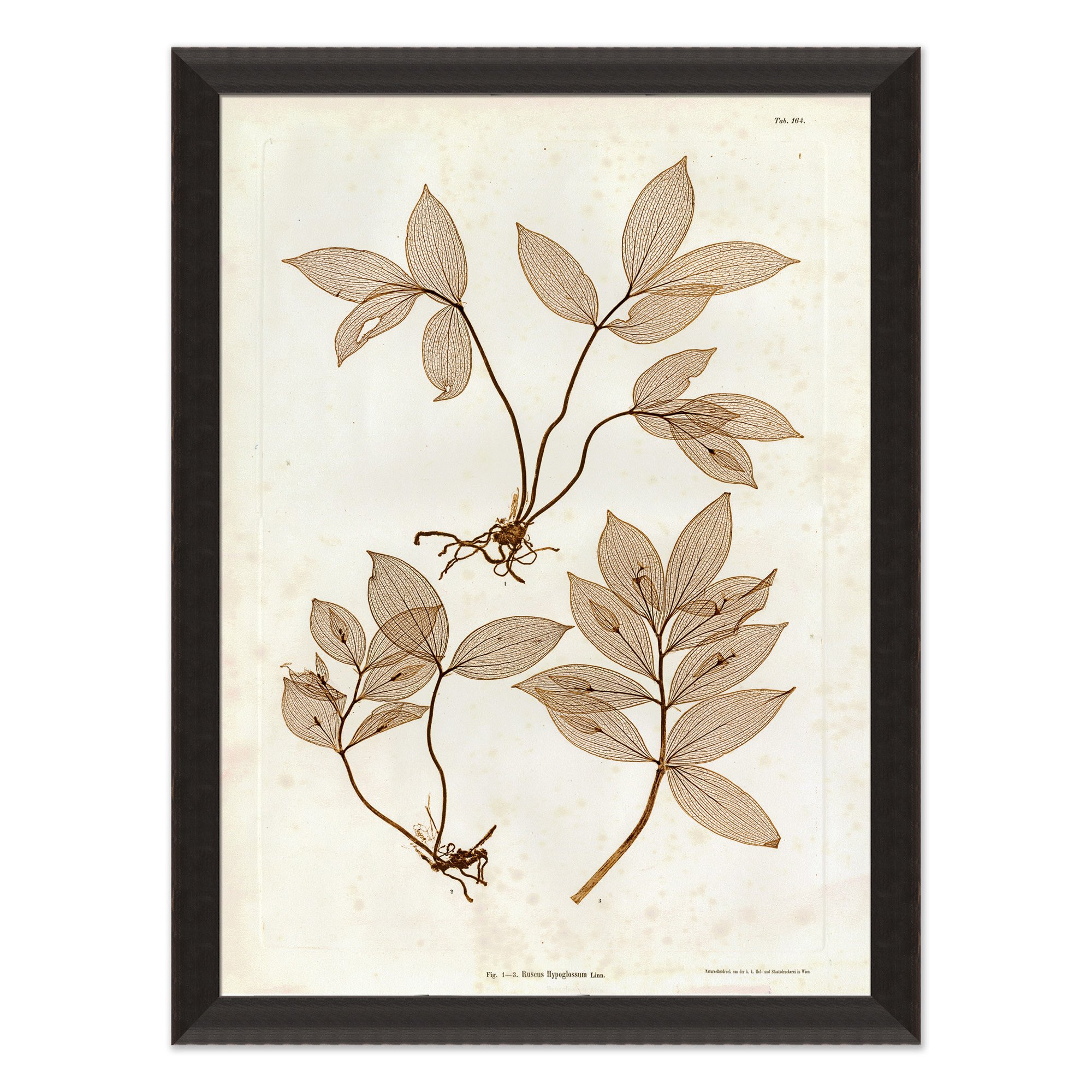 art print of preserved plants in wooden frame