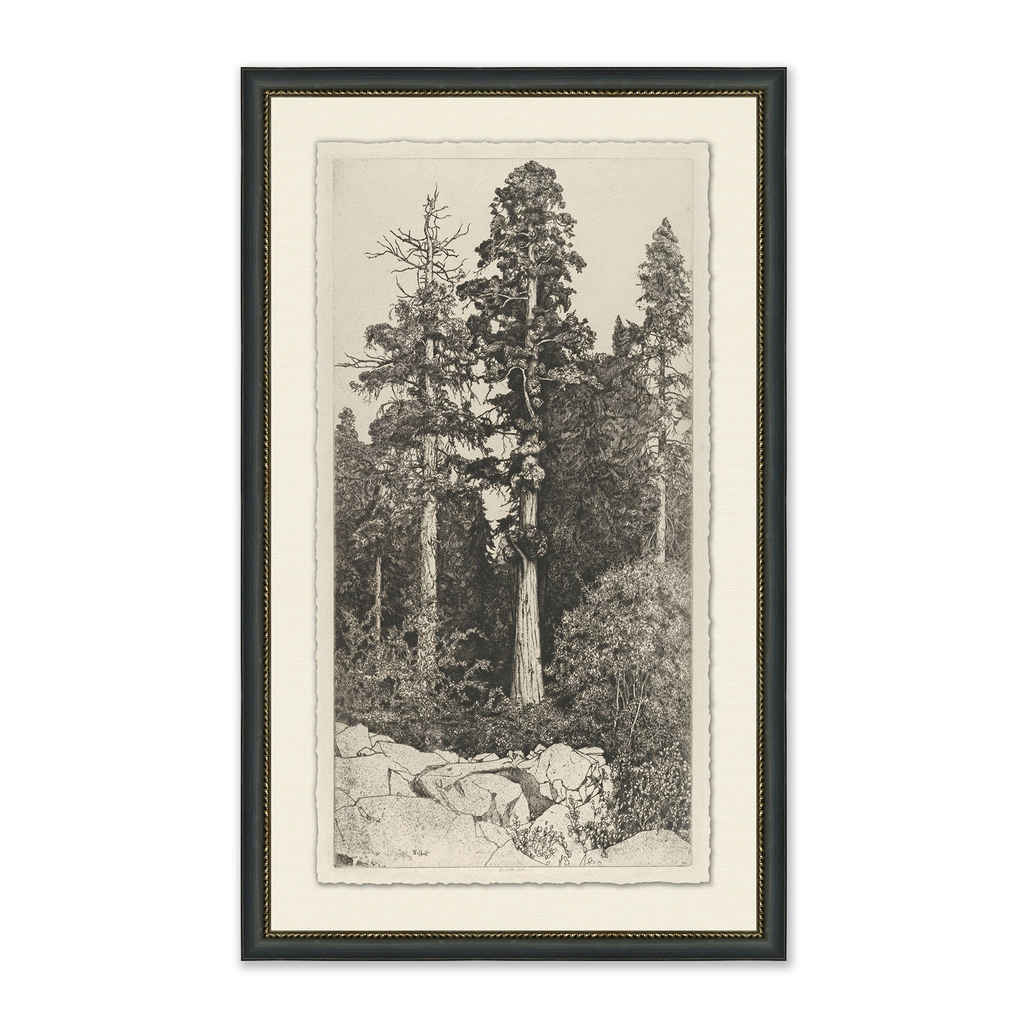 framed wall art shows portrait sketch of tall trees in forest in black frame with cream mat $318.00