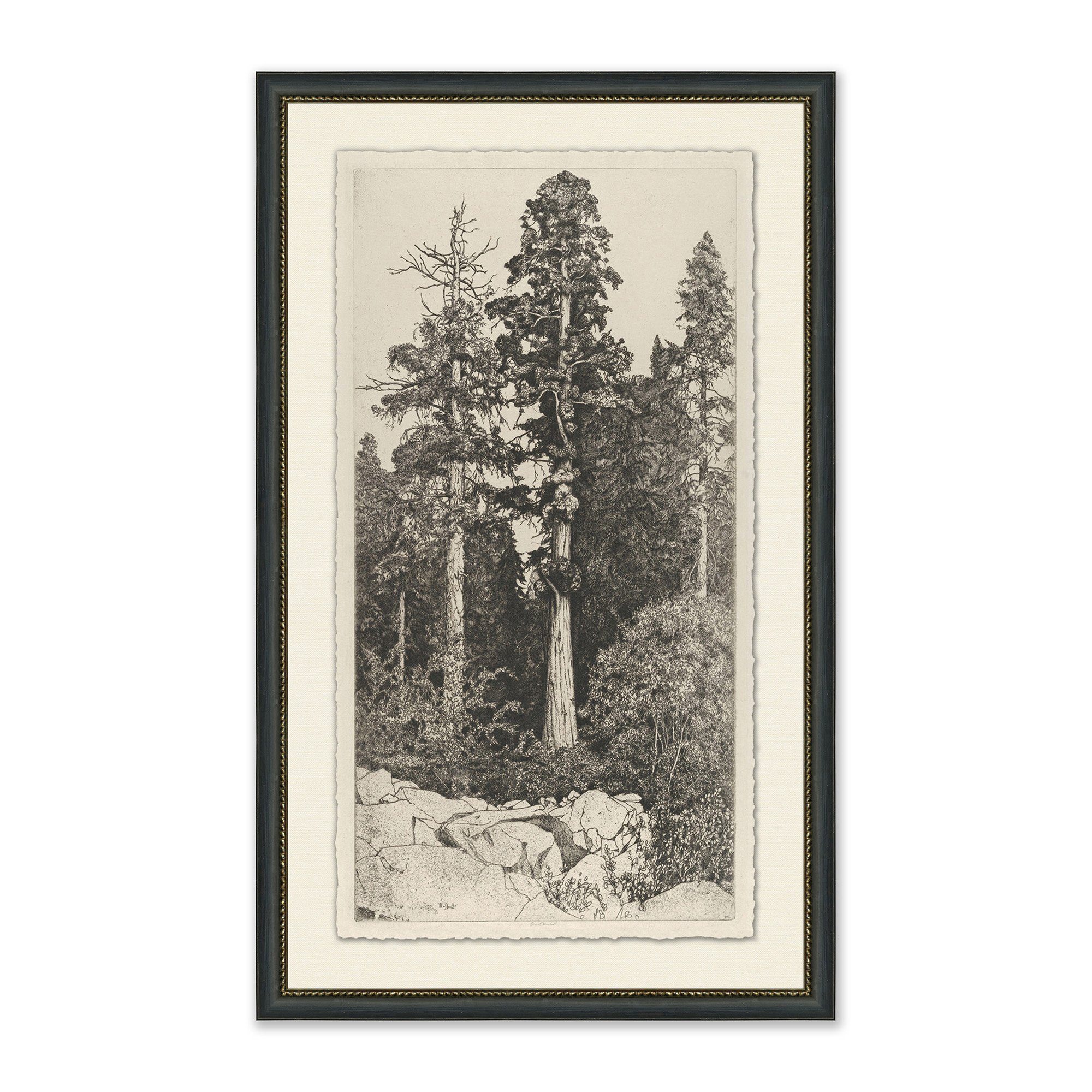 framed wall art shows portrait sketch of tall trees in forest in black frame with cream mat On sale for $254.40, discounted from $318.00