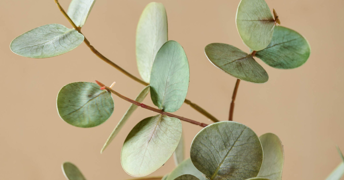 Gumdrop Eucalyptus - Magnolia