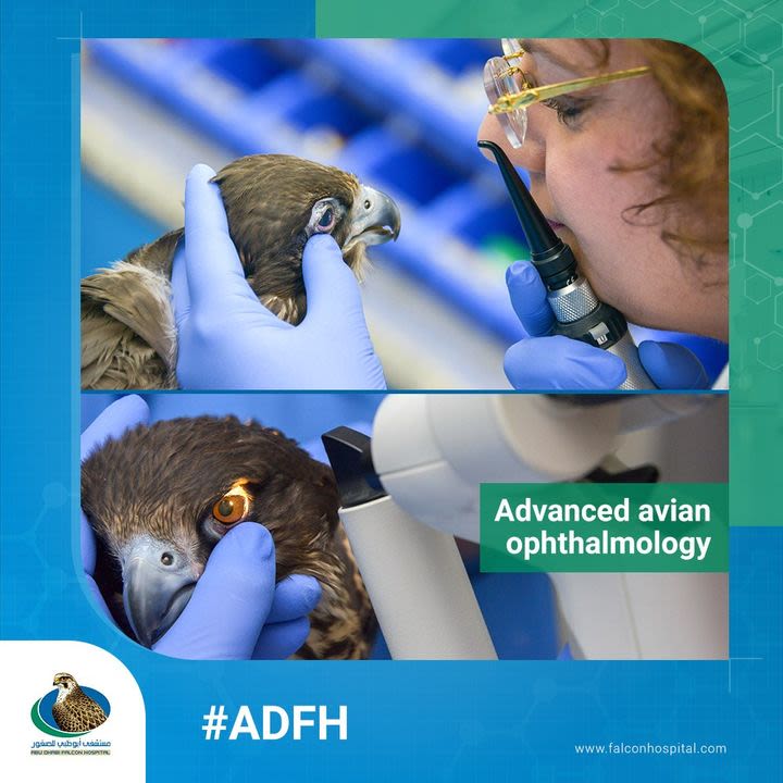 Home Abu Dhabi Falcon Hospital Their plumage may change dependent on environmental factors. home abu dhabi falcon hospital