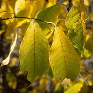 4 Beautiful Kratom Colors Explained 1 Kratom Colors Explained