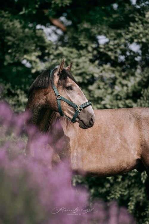 /_vercel/image?url=/PRE+horse+is+standing+in+heather.&w=1536&q=100