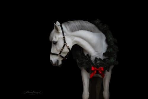 /_vercel/image?url=/Christmas+photography+of+white+pony+on+black+background.+&w=1536&q=100