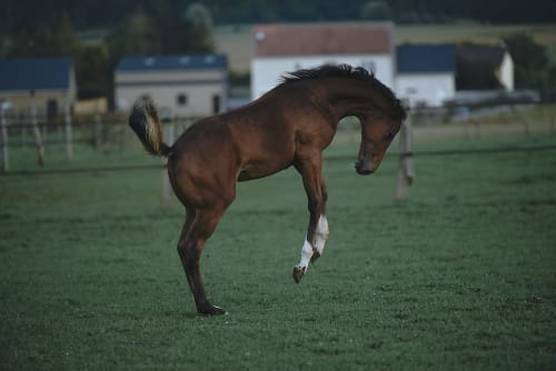 /_vercel/image?url=/Poulain+sur+la+prerie+saut+de+joie.&w=1536&q=100