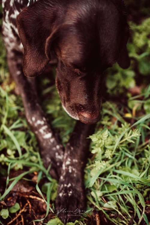 /_vercel/image?url=/Dog+with+crossed+paws+on+the+grass.&w=1536&q=100