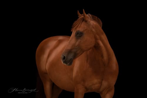 /_vercel/image?url=/Photographie+%C3%A9questre+Luxembourg&w=1536&q=100