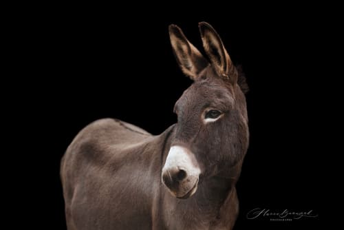 /_vercel/image?url=/Photographie+%C3%A9questre+Luxembourg&w=1536&q=100