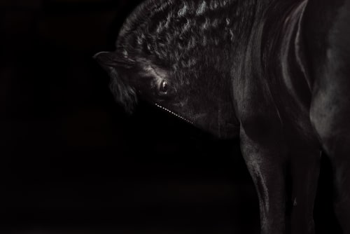 /_vercel/image?url=/Photographie+%C3%A9questre+Luxembourg&w=1536&q=100