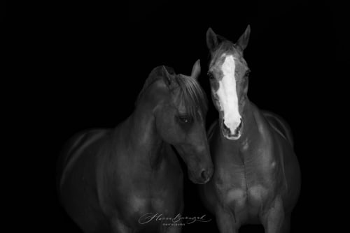 /_vercel/image?url=/Photographie+%C3%A9questre+Luxembourg&w=1536&q=100