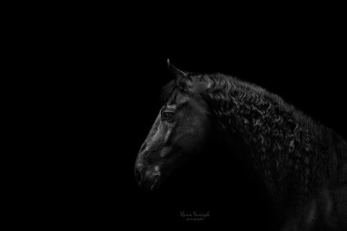 /_vercel/image?url=/Photographie+%C3%A9questre+Luxembourg&w=1536&q=100