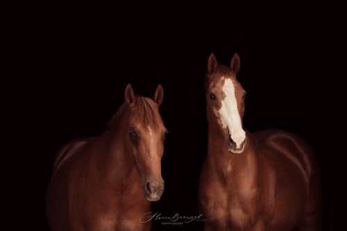 /_vercel/image?url=/Photographie+%C3%A9questre+Luxembourg&w=1536&q=100