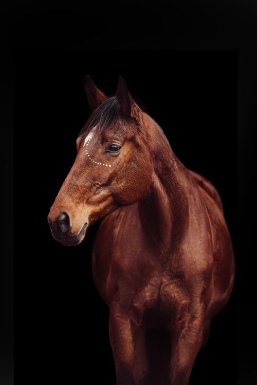 /_vercel/image?url=/Photographie+%C3%A9questre+Luxembourg&w=1536&q=100