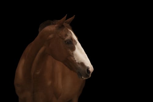 /_vercel/image?url=/Photographie+%C3%A9questre+Luxembourg&w=1536&q=100