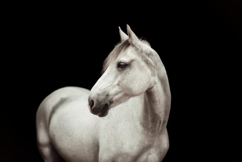 /_vercel/image?url=/Photographie+%C3%A9questre+Luxembourg&w=1536&q=100