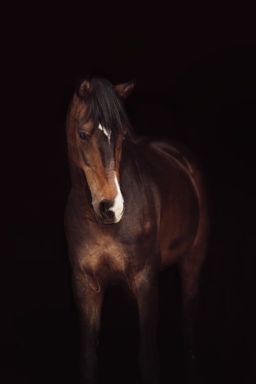 /_vercel/image?url=/Photographie+%C3%A9questre+Luxembourg&w=1536&q=100