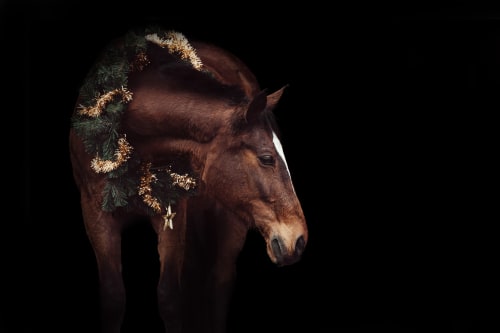 /_vercel/image?url=/Photographie+%C3%A9questre+Luxembourg&w=1536&q=100