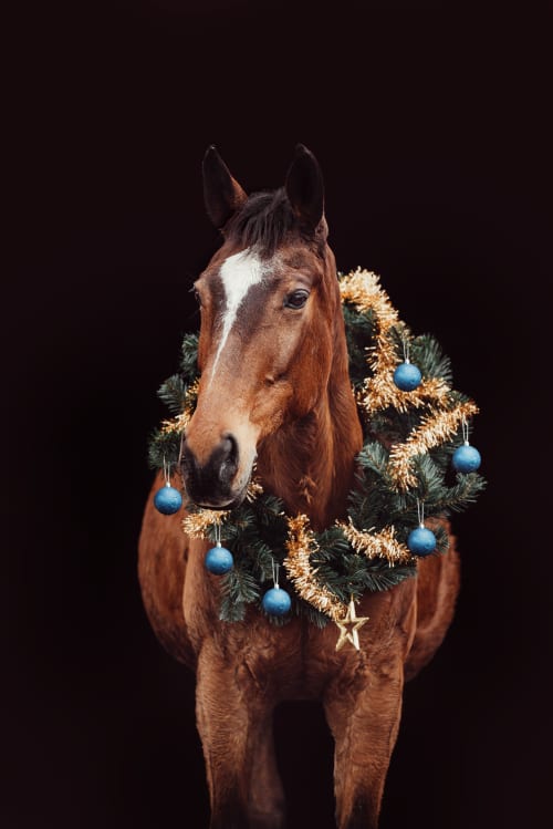 /_vercel/image?url=/Photographie+%C3%A9questre+Luxembourg&w=1536&q=100