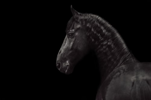 /_vercel/image?url=/Photographie+%C3%A9questre+Luxembourg&w=1536&q=100