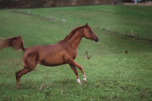 /_vercel/image?url=/Photo+shoot+with+mare+arabian+horse+in+Luxembourg.&w=1536&q=100