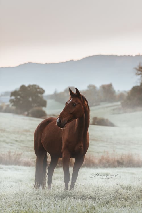 /_vercel/image?url=/Equine+photoshoot+in+autumn+from+Luxembourg.&w=1536&q=100