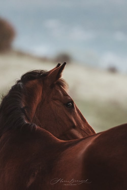 /_vercel/image?url=/Horse+photo+portrait+in+autumn+from+Luxembourg.&w=1536&q=100