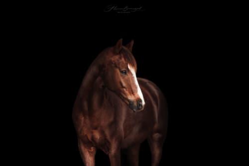 /_vercel/image?url=/Horse+portrait.&w=1536&q=100