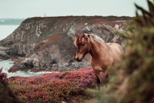 /_vercel/image?url=/Photographie+%C3%A9questre+en+Bretagne.&w=1536&q=100